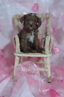 Alice , a female Cavapoo for sale in Cadott, WI – Photo 10 of 10