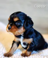 Caesar , a male Cavalier King Charles Spaniel for sale in Cadott, WI – 8 of 10