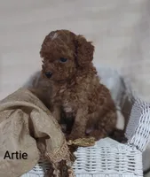 Artie , a male Cavapoo for sale in Cadott, WI – 4 of 10