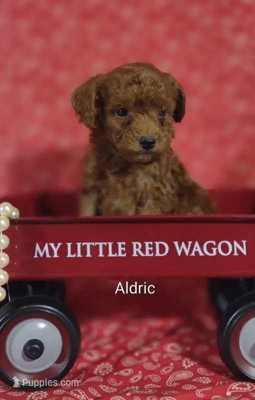 Aldric  – Cavapoo puppy for sale in Cadott, WI