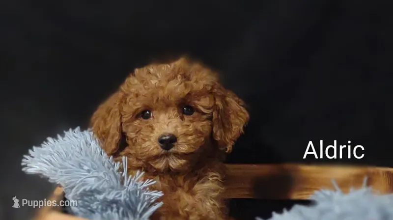 Aldric  – Cavapoo puppy for sale in Cadott, WI