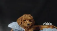 Aldric , a male Cavapoo for sale in Cadott, WI – Photo 5 of 10