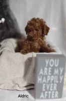 Aldric , a male Cavapoo for sale in Cadott, WI – Photo 8 of 10