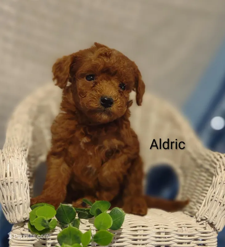 Aldric 