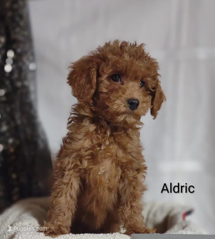 Aldric  – Cavapoo puppy for sale in Cadott, WI