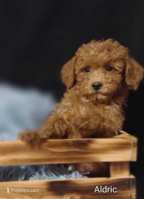 Aldric  – Cavapoo puppy for sale in Cadott, WI