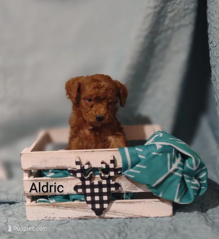 Aldric  – Cavapoo puppy for sale in Cadott, WI