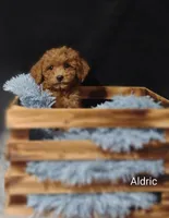 Aldric , a male Cavapoo for sale in Cadott, WI – Photo 9 of 10