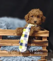 Aldric , a male Cavapoo for sale in Cadott, WI – Photo 3 of 10