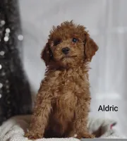 Aldric , a male Cavapoo for sale in Cadott, WI – Photo 4 of 10
