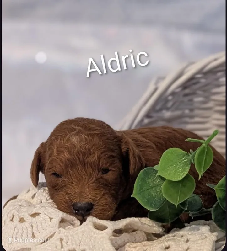 Aldric 