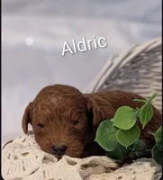 Aldric , a male Cavapoo for sale in Cadott, WI – Photo 1 of 2