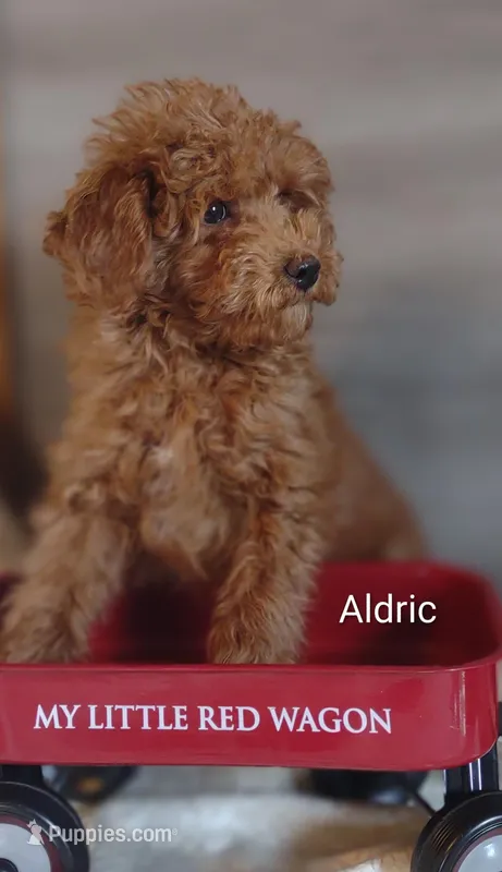 Aldric  – Cavapoo puppy for sale in Cadott, WI