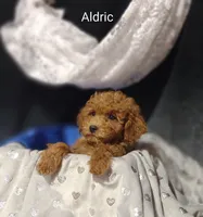 Aldric , a male Cavapoo for sale in Cadott, WI – Photo 7 of 10