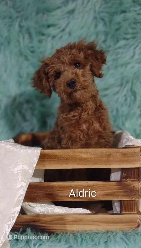 Aldric  – Cavapoo puppy for sale in Cadott, WI