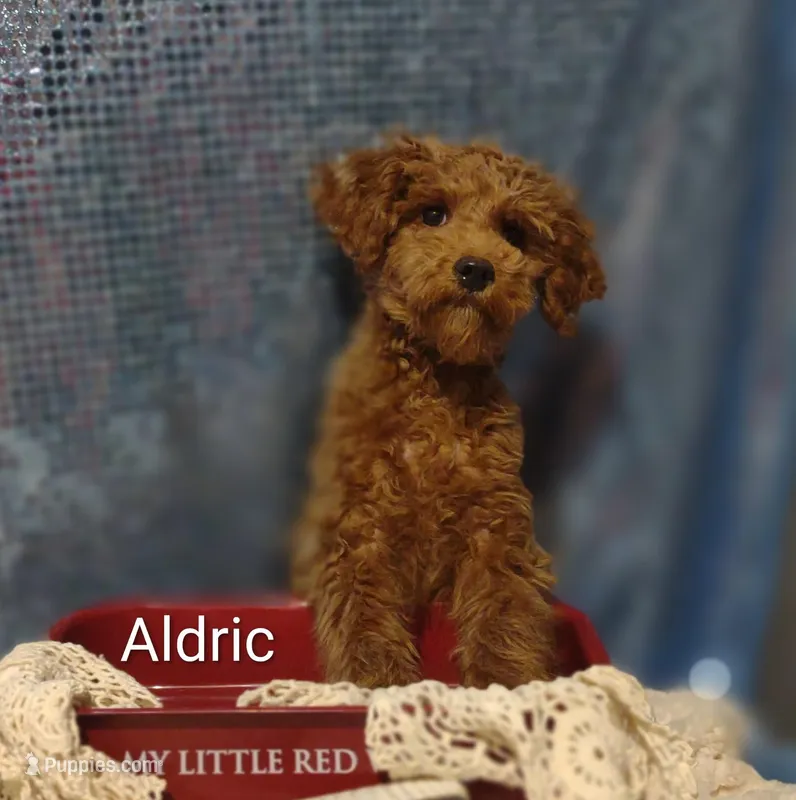 Aldric  – Cavapoo puppy for sale in Cadott, WI
