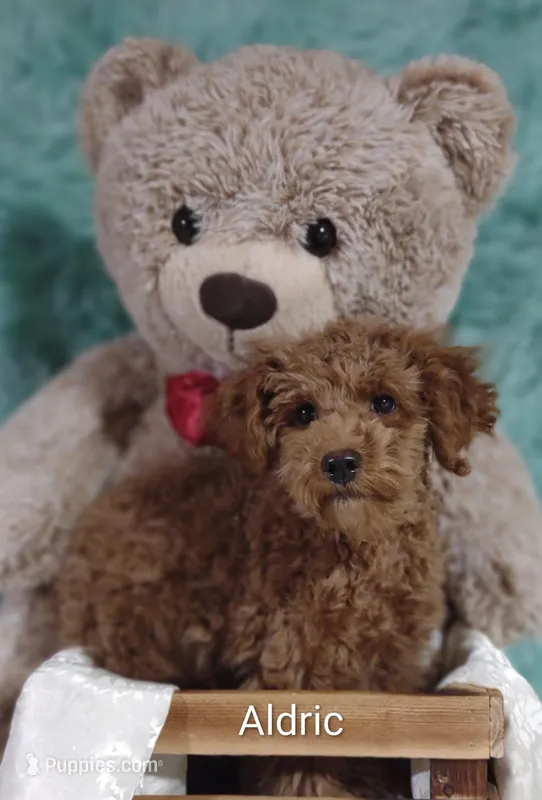 Aldric  – Cavapoo puppy for sale in Cadott, WI