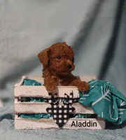 Aladdin , a male Cavapoo for sale in Cadott, WI – Photo 6 of 10
