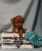 Aladdin , a male Cavapoo for sale in Cadott, WI – Photo 8 of 10