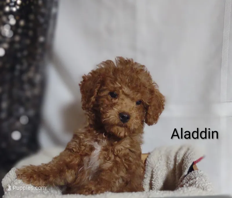 Aladdin  – Cavapoo puppy for sale in Cadott, WI