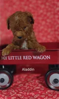 Aladdin , a male Cavapoo for sale in Cadott, WI – Photo 4 of 10
