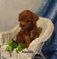 Aladdin , a male Cavapoo for sale in Cadott, WI – Photo 1 of 10