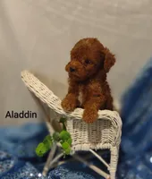 Aladdin , a male Cavapoo for sale in Cadott, WI – Photo 2 of 10