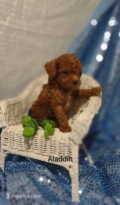 Aladdin  – Cavapoo puppy for sale in Cadott, WI