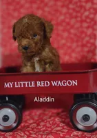 Aladdin , a male Cavapoo for sale in Cadott, WI – Photo 5 of 10