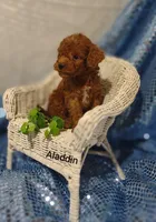 Aladdin , a male Cavapoo for sale in Cadott, WI – Photo 9 of 10