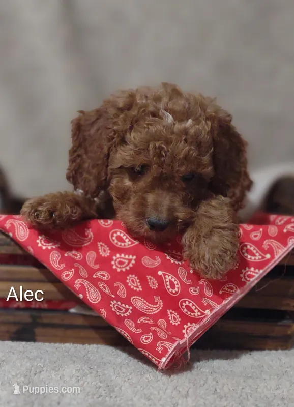 Alec – Cavapoo puppy for sale in Cadott, WI