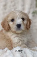 Neely , a male Cavachon for sale in Cadott, WI – 8 of 10