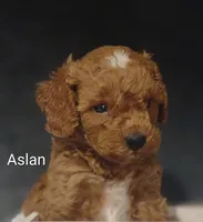 Aslan , a male Cavapoo for sale in Cadott, WI – 7 of 10
