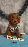 Atticus , a male Cavapoo for sale in Cadott, WI – 3 of 9