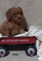 Artie , a male Cavapoo for sale in Cadott, WI – 8 of 10