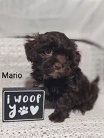 Mario , a male Shihpoo for sale in Cadott, WI – 6 of 10