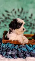 Hansel , a male Cavapoo and Shih Tzu for sale in Cadott, WI – 5 of 10