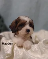 Hayden , a male Cavapoo and Shih Tzu for sale in Cadott, WI – 10 of 10
