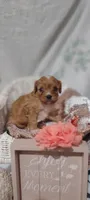 Tilly , a female Cavapoo for sale in Cadott, WI – 9 of 10