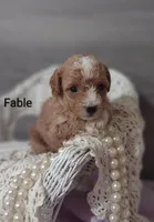 Fable , a female Shihpoo for sale in Cadott, WI – Photo 3 of 10