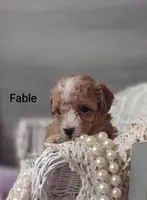 Fable , a female Shihpoo for sale in Cadott, WI – Photo 2 of 10