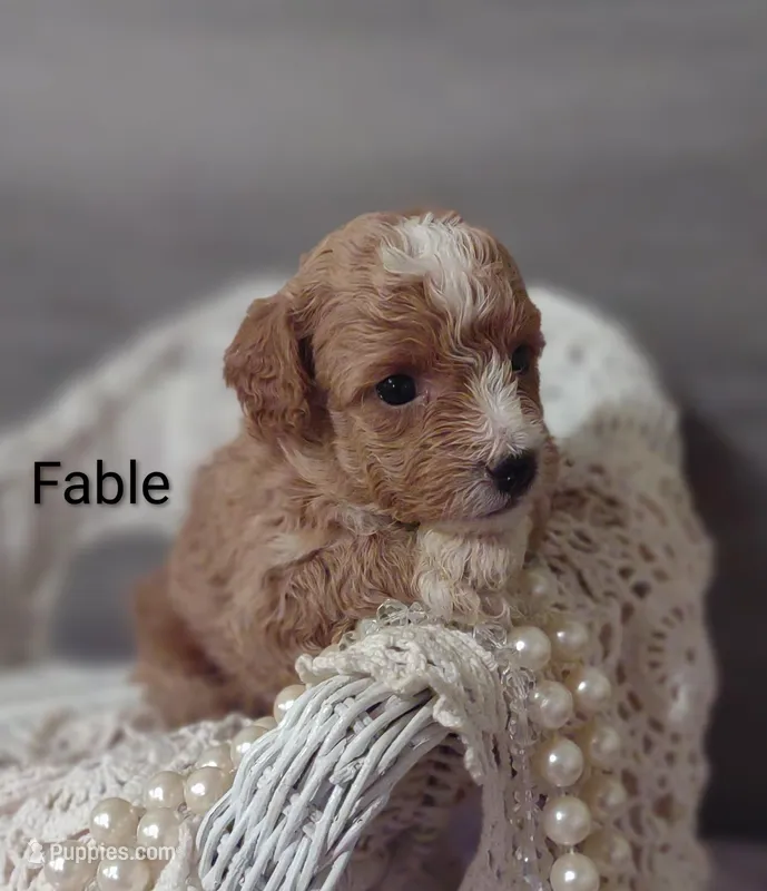 Fable  – Shihpoo puppy for sale in Cadott, WI