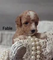 Fable , a female Shihpoo for sale in Cadott, WI – Photo 5 of 10