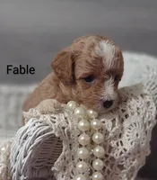 Fable , a female Shihpoo for sale in Cadott, WI – Photo 4 of 10