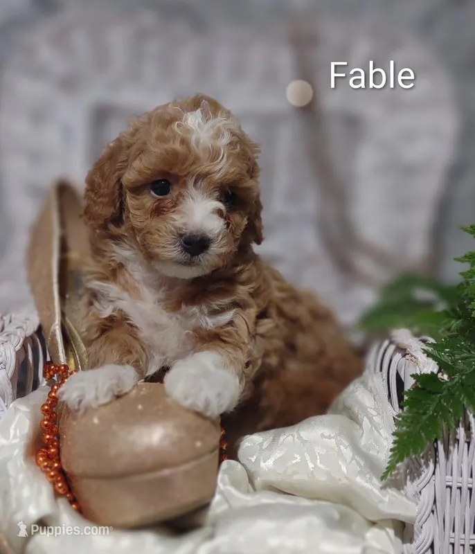 Fable  – Shihpoo puppy on hold in Cadott, WI
