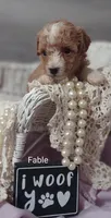 Fable , a female Shihpoo for sale in Cadott, WI – Photo 6 of 10