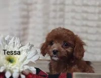 Tessa, a female Cavapoo for sale in Cadott, WI – 8 of 10