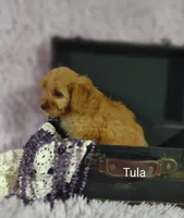 Tula, a female Cavapoo for sale in Cadott, WI – 6 of 10