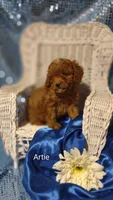 Artie , a male Cavapoo for sale in Cadott, WI – 7 of 10