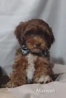 Maxwell , a male Shihpoo for sale in Cadott, WI – 7 of 7